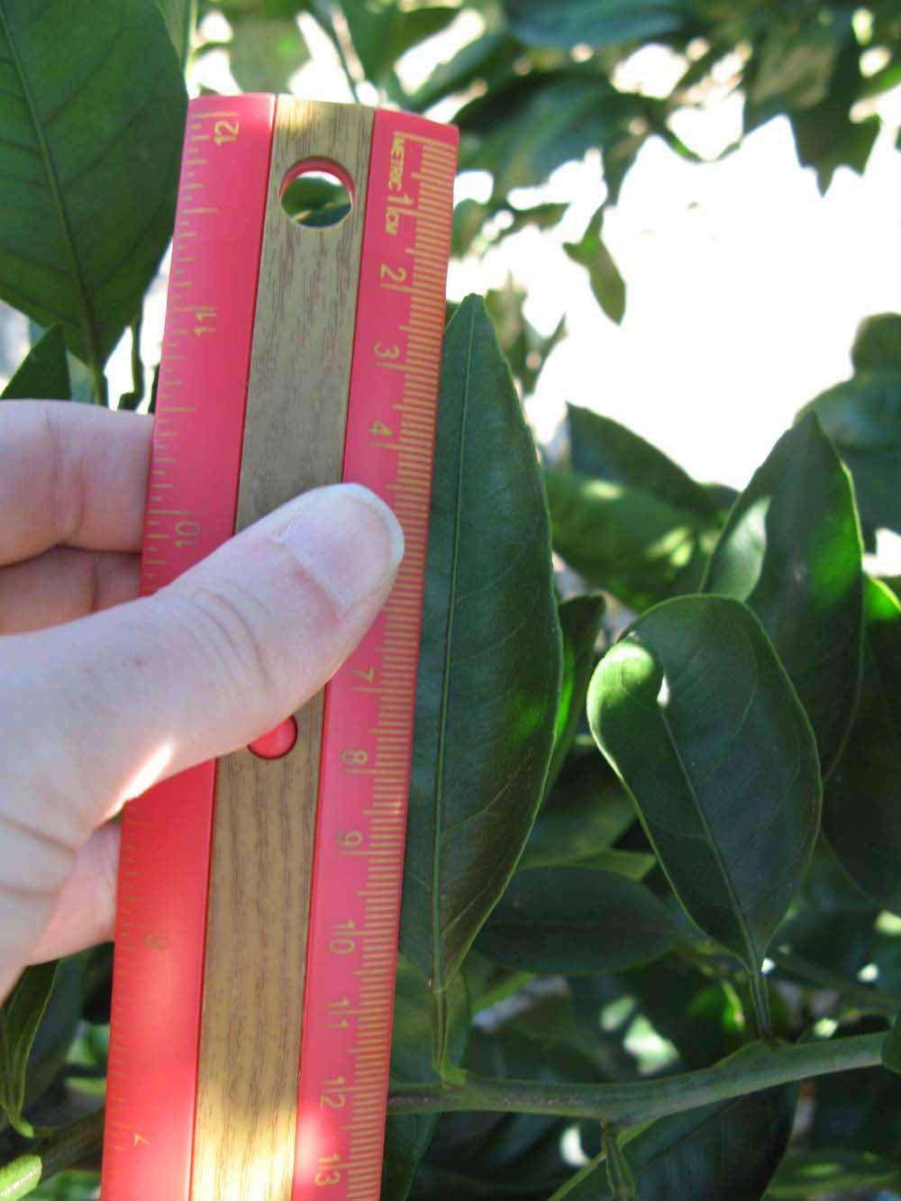            Unifoliolate leaf (Winter Haven, FL)   
